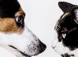 Hund og kat kigger på hinanden 