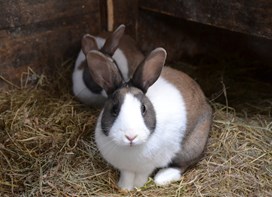 Kaniner på halm 