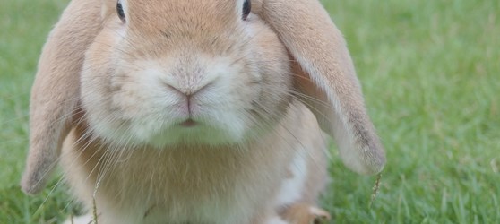 mandskab Køb international Fipronil forgiftning hos kaniner | Odsherreds Dyrehospital