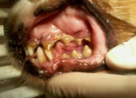Nærbillede af hunds tænder 