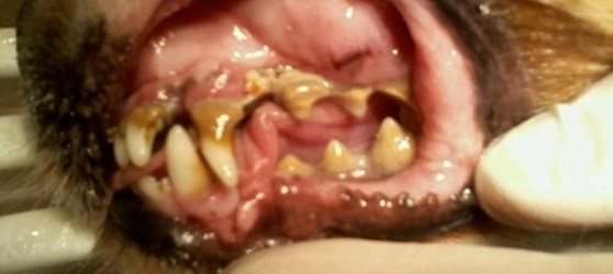 Nærbillede af hunds tænder 