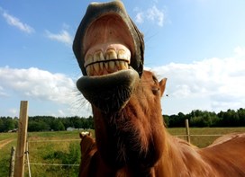 Hest viser tænder 