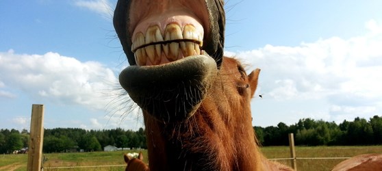 Hest viser tænder 