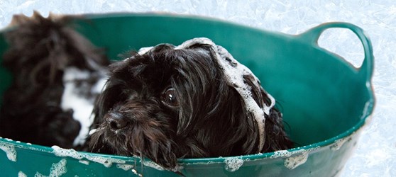 Skyldig ned vase Må man vaske sin hund? | Odsherreds Dyrehospital