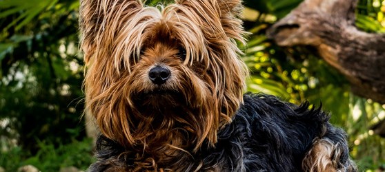 opskrift Optimistisk Kanon Analkirtler hos hunde | Odsherreds Dyrehospital