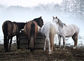 Fire heste spiser 