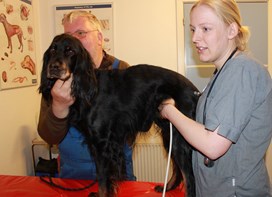 Hund bliver undersøgt ved dyrlæge