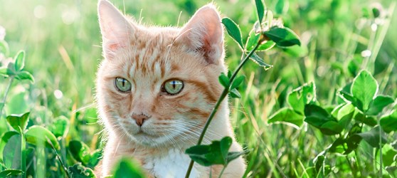 Wetland værtinde i tilfælde af Ændring af lovgivningen vedr. katte | Odsherreds Dyrehospital