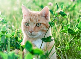 Kat i græs 